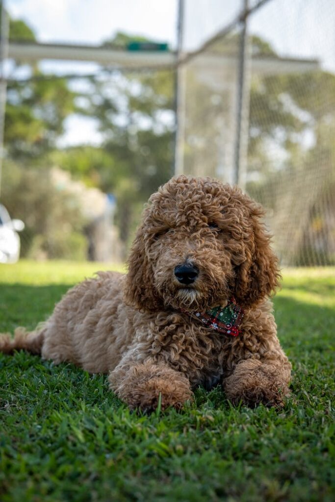 pexels-photo-14369227 Close Up Shot of a Dog