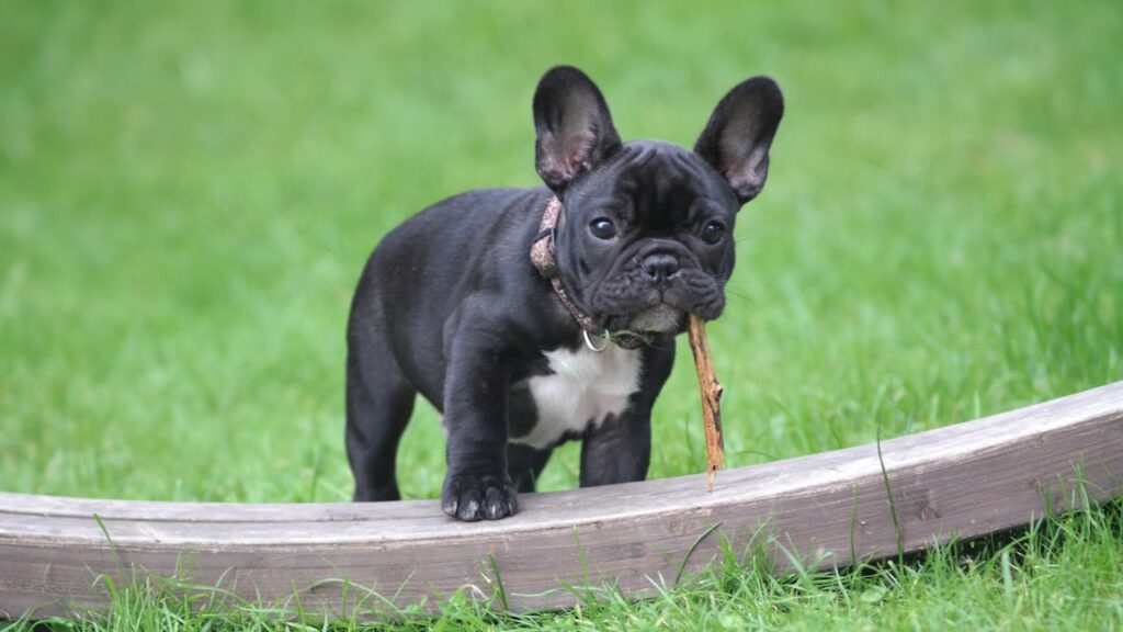 pexels-photo-776078 Black and White French Bulldog Puppy Stepping on Brown Wood Board Panel Close-up Photography