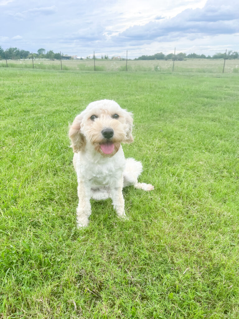 Colby