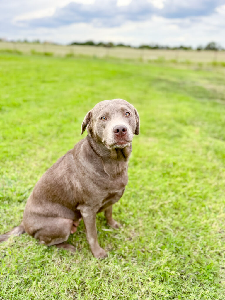 Rye